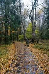 Wooden path in the Black Moor after a rain in autumn