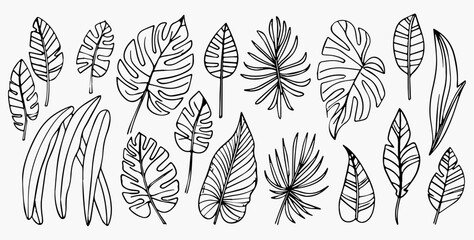 Tropical leaves depicted in doodle style, featuring hand-drawn black line design elements. Exotic summer botanical illustrations include Monstera leaves, palm, and banana leaf.
