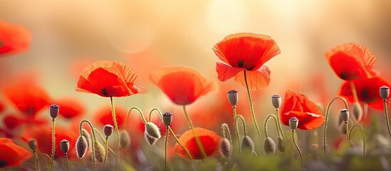 The red poppy flowers create a beautiful nature scenery in the summer afternoon showcasing a picture perfect image with plenty of copy space