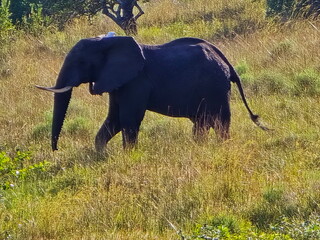 African elephant in Maputo Mozambique