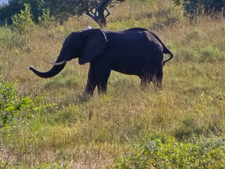 African elephant in Maputo Mozambique