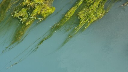Green algae and plants submerged in clear blue water, creating a natural and serene aquatic scene. Aerial view of  river flow green algae in clear blue water, showcasing the natural aquatic landscape