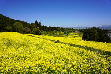 安曇野　一面満開の菜の花畑