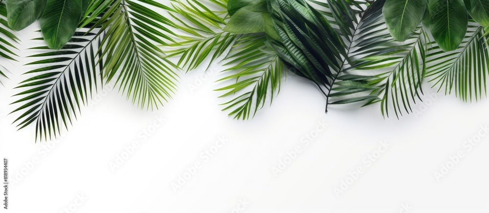 Poster tropical palm leaves arranged in a top view or flat lay on a white background for a copy space image