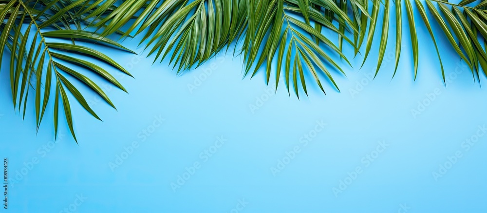 Poster top view of a flat lay image featuring a frame made of tropical palm leaves set against a stunning b