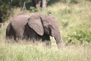Obraz premium Afrikanischer Elefant / African elephant / Loxodonta africana