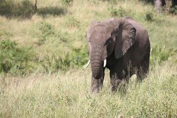 Fototapeta premium Afrikanischer Elefant / African elephant / Loxodonta africana