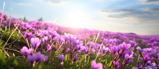 Naklejka premium The spring field is adorned with beautiful pink flowers specifically dogtooth violets creating a picturesque copy space image