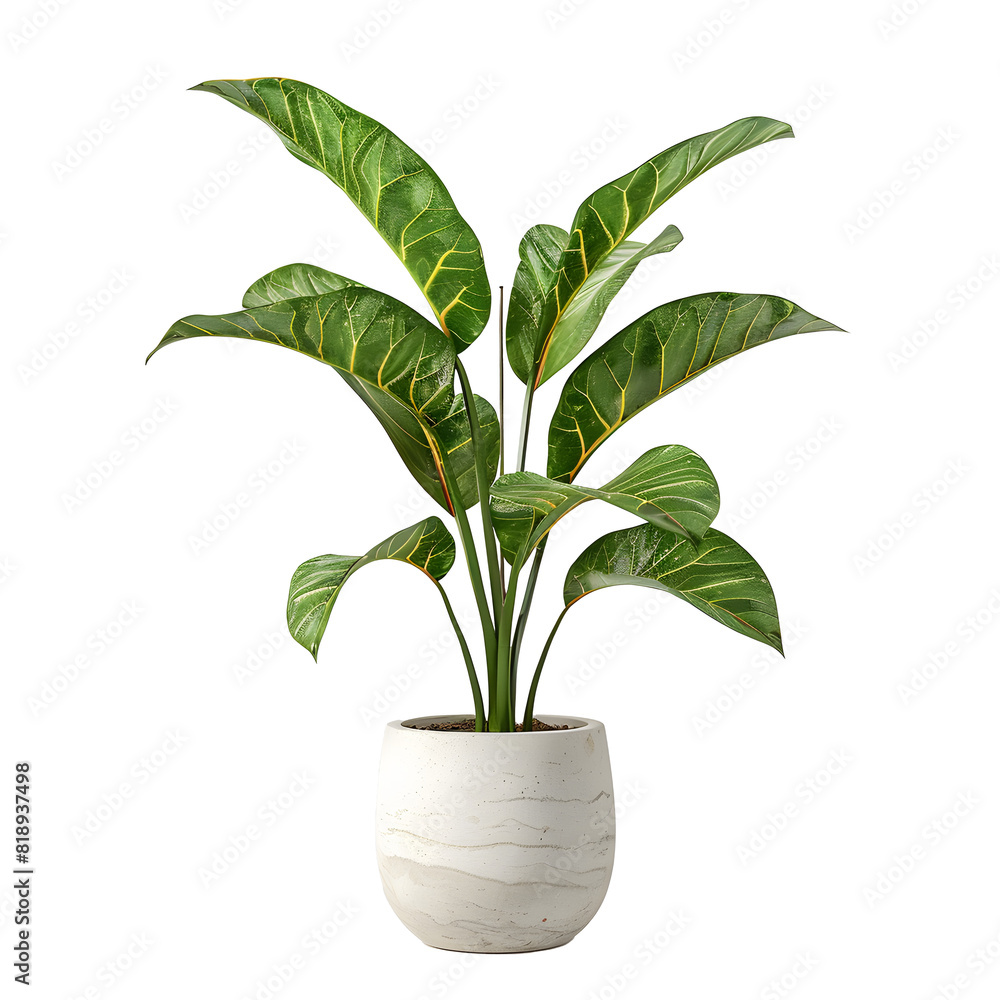 Wall mural green leaf potted plant on white background front view