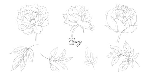 Set of peony flower line art © Artnizu