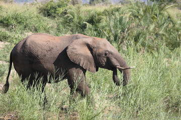 Fototapeta premium Afrikanischer Elefant / African elephant / Loxodonta africana