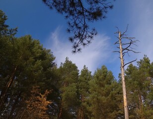 A forest with a blue sky and a tree in the background