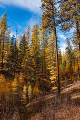 Fototapeta premium Forest and lake scenes captured in the East Kootenay Mountains of British Columbia Canada, 