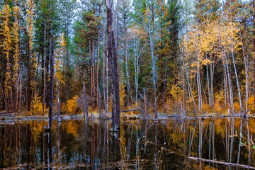 Forest and lake scenes captured in the East Kootenay Mountains of British Columbia Canada, 