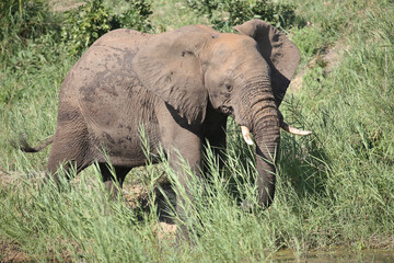 Fototapeta premium Afrikanischer Elefant / African elephant / Loxodonta africana