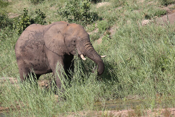 Fototapeta premium Afrikanischer Elefant / African elephant / Loxodonta africana