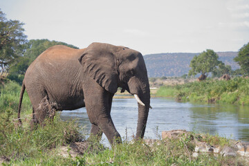 Afrikanischer Elefant / African elephant / Loxodonta africana