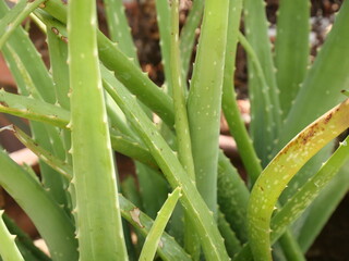 Obraz premium Close-up photo of green leaves of an ornamental plant