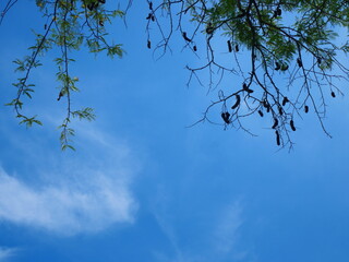 bright blue sky with green leaves as a frame