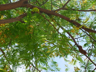 Fototapeta premium Tamarind flowers and leaves are on a tamarind tree with the sky in the background