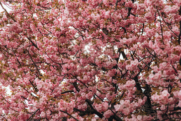 Spring flowers bloom on the tree.