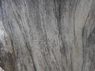 Patterns and lines on the bark of trees