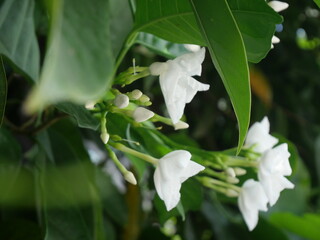 Beautiful white flowers amid bright green leaves in the garden