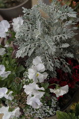 白い花びらの花