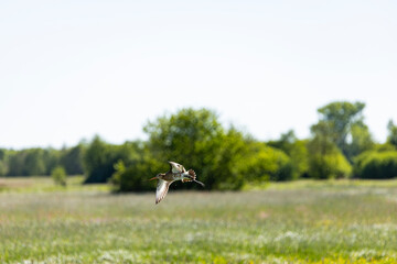 bird flight