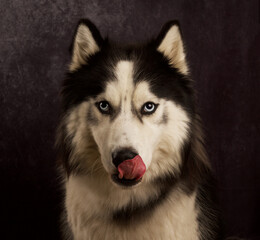 perro mirando fijamente 