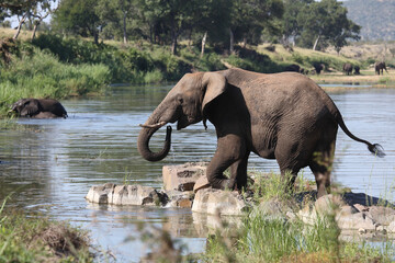 Afrikanischer Elefant / African elephant / Loxodonta africana