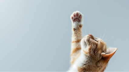 orange and white cat's paw reaching up, copy space. with high resolution photography, copy space...