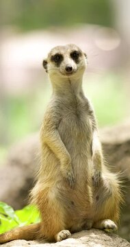 Close up view of meerkat is sitting and watching around. Meerkat or Suricate (Suricata suricatta), High definition shot at 4K, 60 fps vertical video footage.