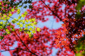 鮮やかな緑の楓とベニモミジのコントラスト