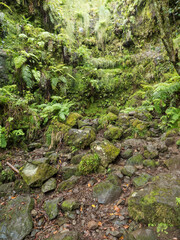 Wet rainy dense tropical laurel forest vegetation with ferns, moss and stones at Levada Caldeirao Verde and Caldeirao do Inferno hiking trail, Madeira island, Portugal