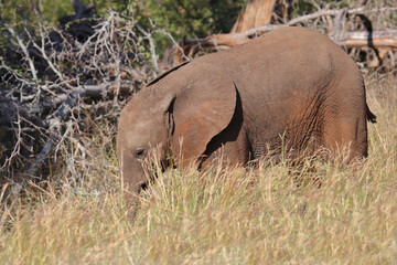 Fototapeta premium Afrikanischer Elefant / African elephant / Loxodonta africana