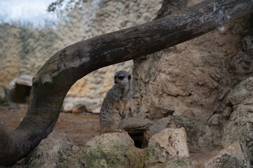 Meerkat in a mountainous area in a biblical reserve in Jerusalem