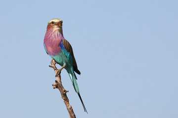 Gabelracke / Lilac-breasted roller / Coracias caudata