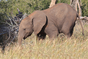 Fototapeta premium Afrikanischer Elefant / African elephant / Loxodonta africana