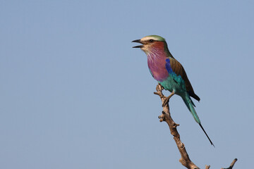 Gabelracke / Lilac-breasted roller / Coracias caudata