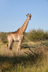 Giraffe / Giraffe / Giraffa camelopardalis