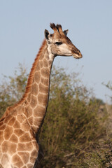 Giraffe / Giraffe / Giraffa camelopardalis