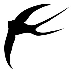 Obraz premium black silhouette or illustration of a swallow