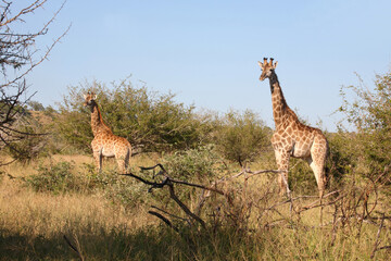 Giraffe / Giraffe / Giraffa camelopardalis