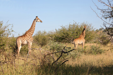 Giraffe / Giraffe / Giraffa camelopardalis