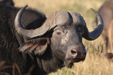 Kaffernbüffel / African buffalo / Syncerus caffer