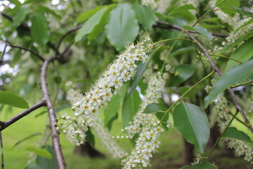 Small white flower branches 2