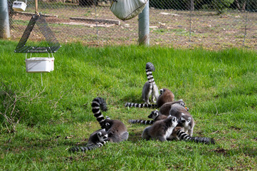 lemur monkey family on the grass biblical zoo Jerusalem