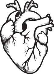 Human heart anatomically correct hand drawn line art and dotwork. Flash tattoo or print design vector illustration
