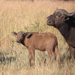 Kaffernbüffel / African buffalo / Syncerus caffer.